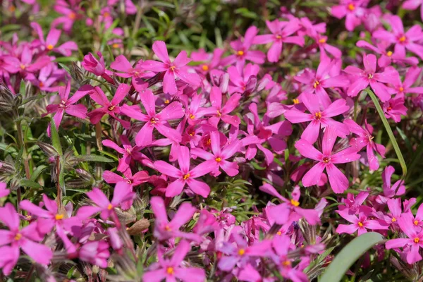 Vackra ljusa små vårblommor — Stockfoto