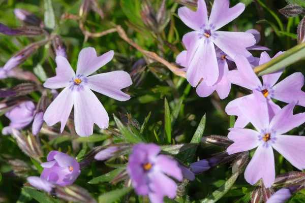 Vackra ljusa små vårblommor — Stockfoto