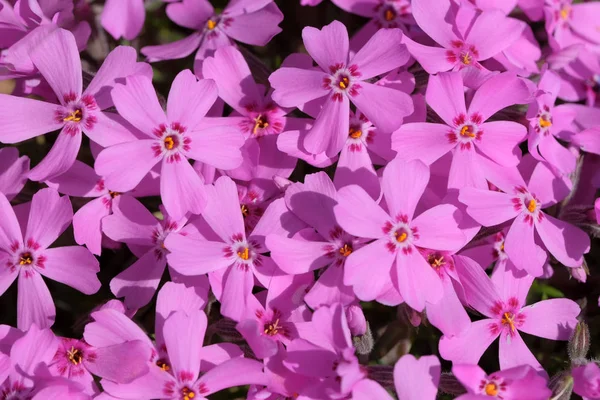 Belas flores de primavera pequenas brilhantes — Fotografia de Stock