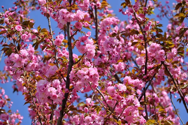 Krásná jasná růžová Sakura — Stock fotografie