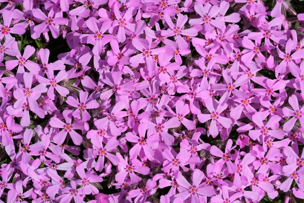 Gyönyörű fényes kis tavaszi virágok — Stock Fotó