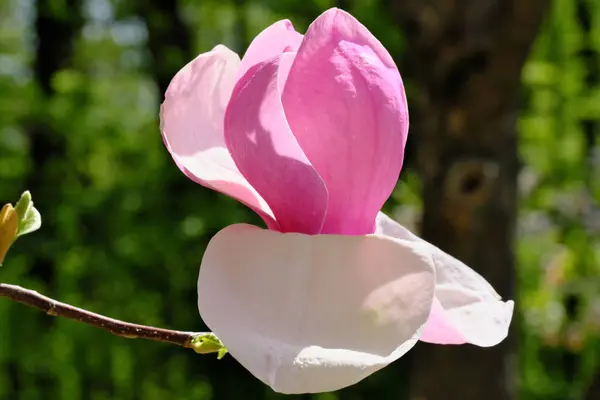 Magnolia blooms on a bright spring day — Stock Photo, Image