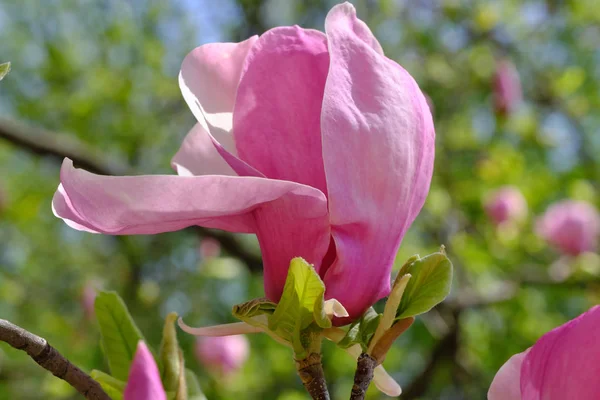 Magnolia bloeit op een heldere lente dag — Stockfoto