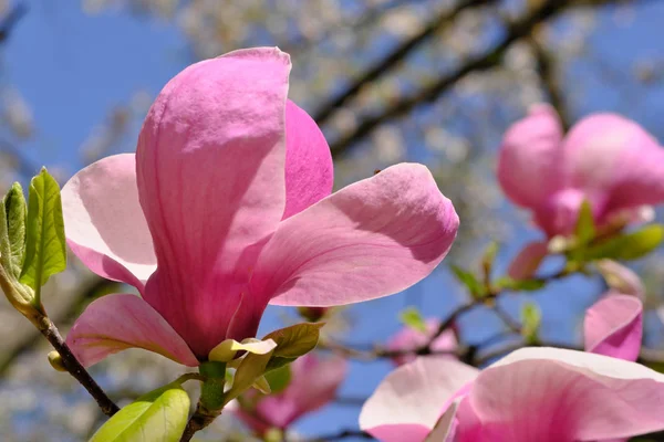 Magnolia virágzik egy fényes tavaszi napon — Stock Fotó