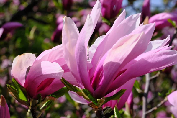 Magnolia ανθίζει σε μια φωτεινή άνοιξη ημέρα — Φωτογραφία Αρχείου