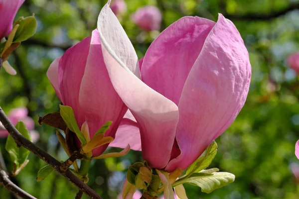 Magnolia floresce em um dia de primavera brilhante — Fotografia de Stock