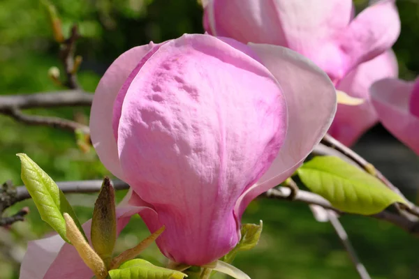 Magnolia kwitnie na jasnym wiosennym dniu — Zdjęcie stockowe