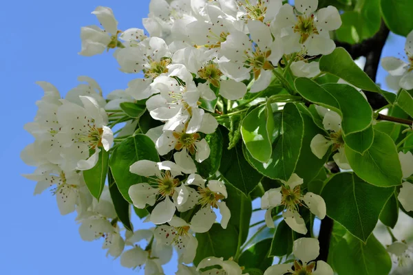 Květy closeup kvetou — Stock fotografie