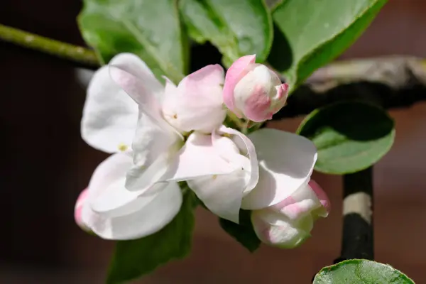 Appelboom bloemen bloeit — Stockfoto