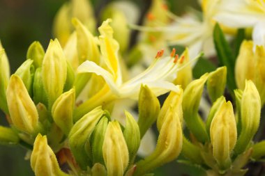 Rhododendron üzerinde güzel bahar çiçekleri 