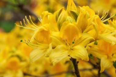 Rhododendron üzerinde güzel bahar çiçekleri 