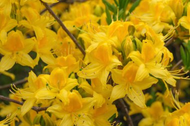 Rhododendron üzerinde güzel bahar çiçekleri 