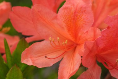 Rhododendron üzerinde güzel bahar çiçekleri 