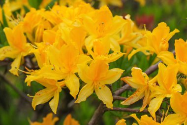 Rhododendron üzerinde güzel bahar çiçekleri 