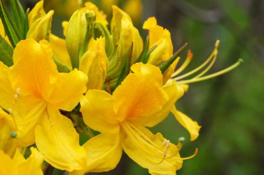 Rhododendron üzerinde güzel bahar çiçekleri 