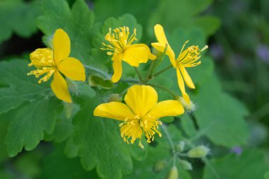 Şifalı bitki bitki celandine