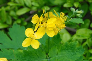 Şifalı bitki bitki celandine