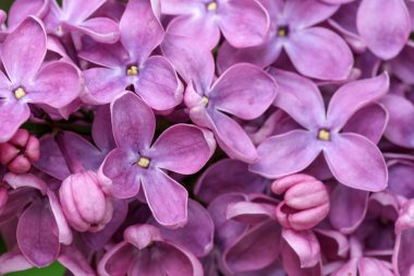 Lila blooms yakın çekim