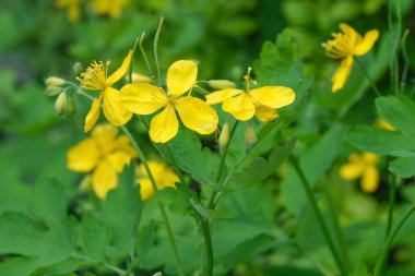 Şifalı bitki bitki celandine