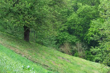 Bir vadinin önünde yeşil çim