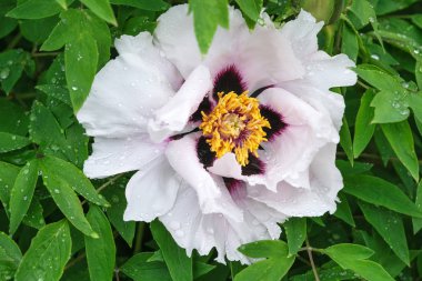 Yağmur damlaları içinde şakayık çiçekleri