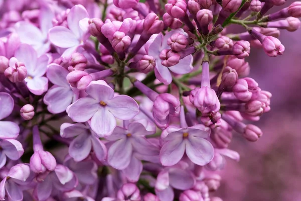 Lila bloemen close-up — Stockfoto