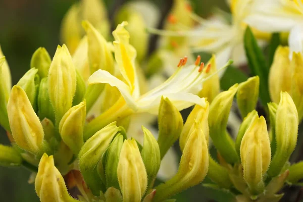ロドデンドロンの美しい春の花 — ストック写真