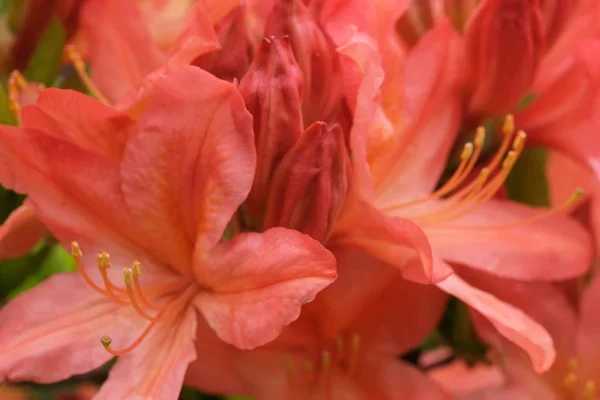 Lindas flores de primavera em rododendro — Fotografia de Stock