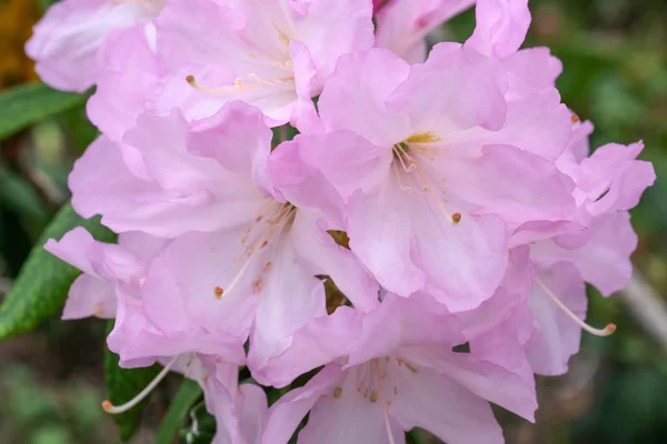 Nádherné jarní květiny na rhododendronu — Stock fotografie