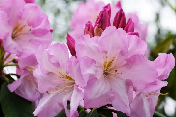 Beautiful spring flowers on rhododendron — Stock Photo, Image