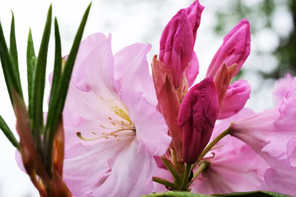 Hermosas flores de primavera en rododendro —  Fotos de Stock