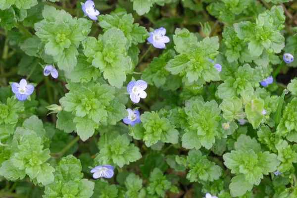 Närbild av små våren vild blommor blommande — Stockfoto