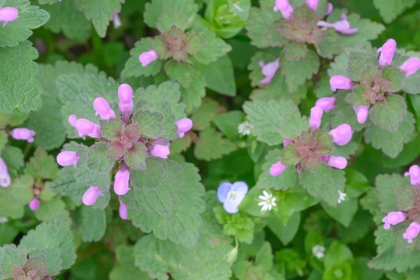 Primo piano di piccoli fiori selvatici primaverili in fiore — Foto Stock