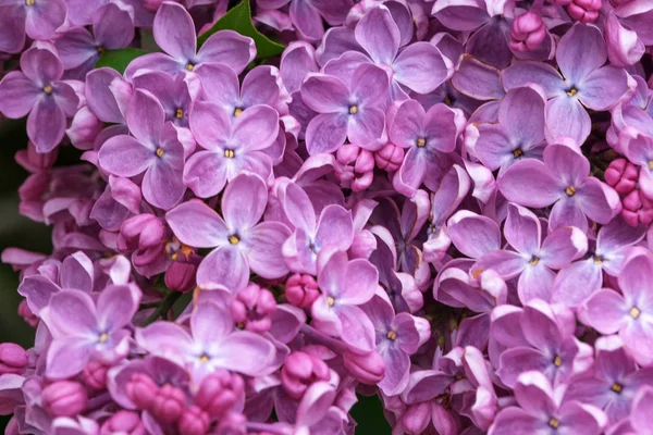 Lila bloemen close-up — Stockfoto