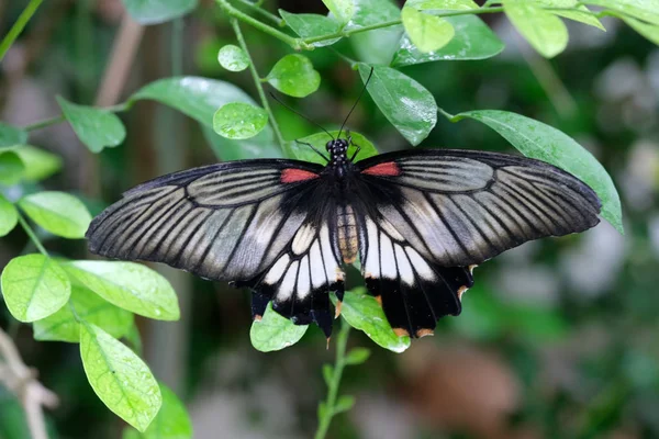 広がる翼を持つ美しい蝶 — ストック写真