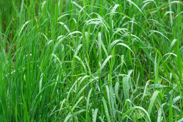 Naturlig grön bakgrund av gräs — Stockfoto