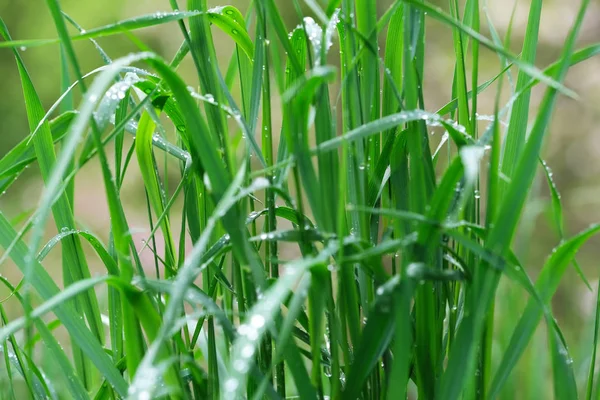 Naturalne zielone tło trawy — Zdjęcie stockowe