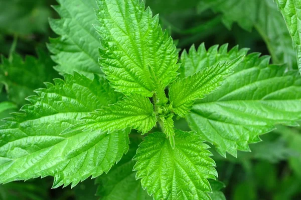 Ortie aux herbes médicinales — Photo