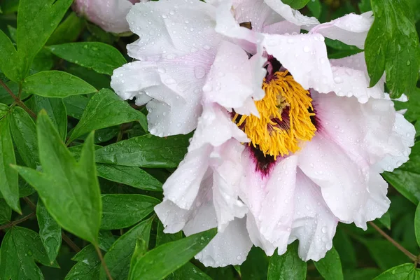 Peony kvetou v kapkách deště — Stock fotografie