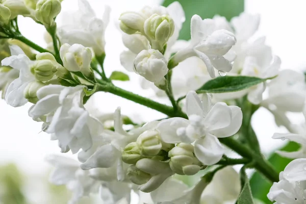Witte lila bloeit in druppels regen — Stockfoto