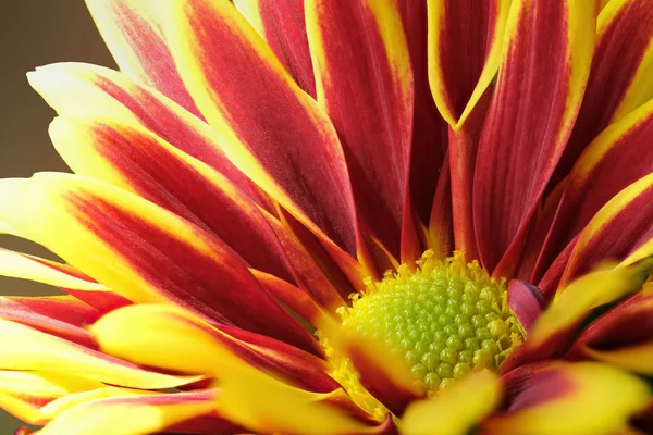 Vörös, sárga virágos krizantém — Stock Fotó