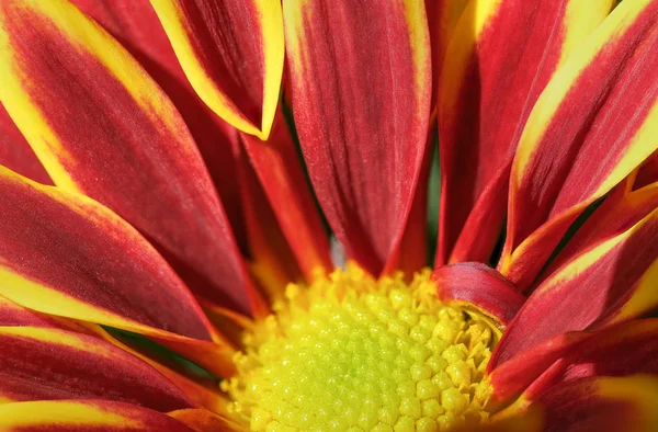 Vörös, sárga virágos krizantém — Stock Fotó