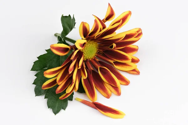 Red with yellow flower chrysanthemum — Stock Photo, Image