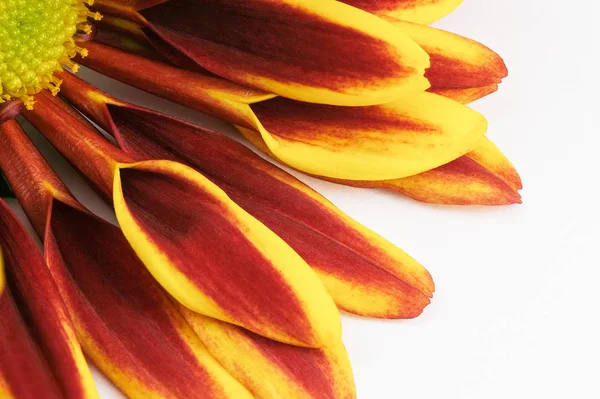 Red with yellow flower chrysanthemum — Stock Photo, Image