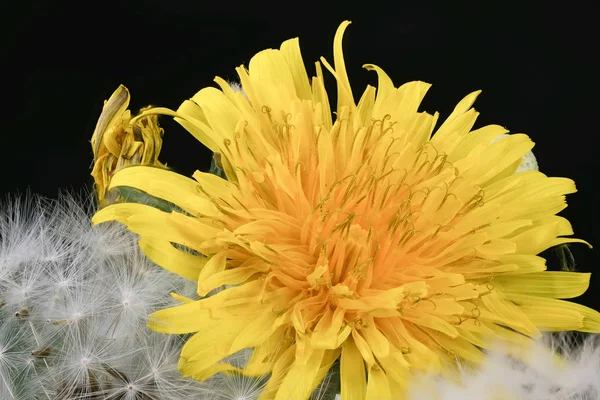 Лірична квіткова композиція з кульбабою — стокове фото