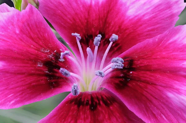 Çiçek açan çiçek kırmızı karanfiller — Stok fotoğraf