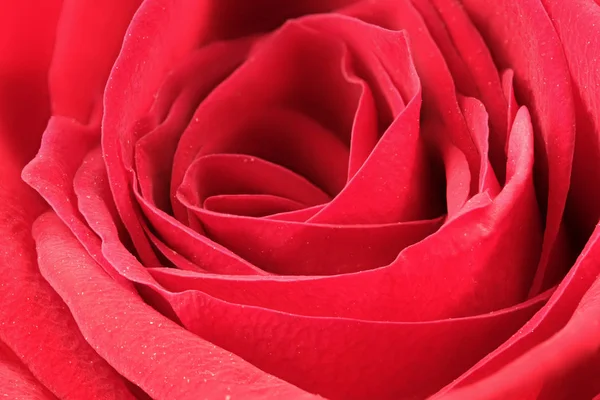 赤いバラの咲く芽 — ストック写真