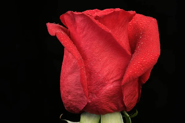 赤いバラの咲く芽 — ストック写真
