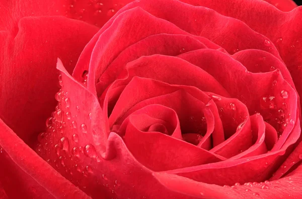 Blooming bud of red rose — Stock Photo, Image