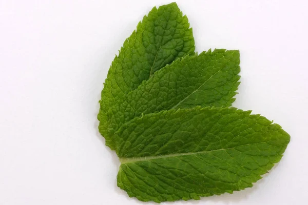 Daun peppermint harum — Stok Foto